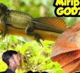 Mengapa Hewan Ini Tetap Disebut Saurus, Jawabannya Ada Pada Soa Layar Hingga Soa Payung Mengapa Hewan Ini Tetap Disebut Saurus, Jawabannya Ada Pada Soa Layar Hingga Soa Payung