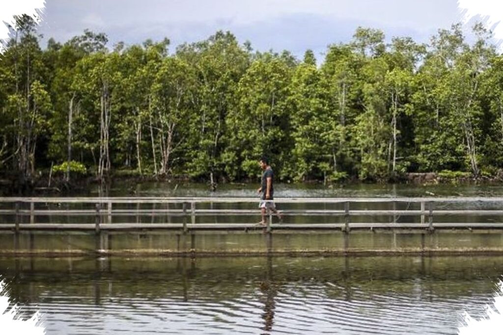 BNI Pulihkan 50 Hektare Mangrove Teluk Pangpang, Rp1 Diproyeksikan Bernilai Rp7,23