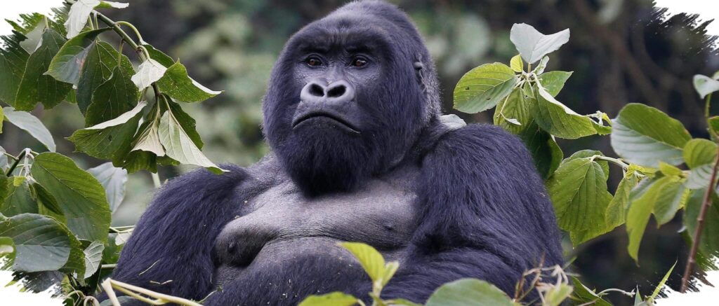 4 Fakta Ilmiah Tentang Gorila, Ternyata Lebih Damai Dari Yang Banyak Orang Kira!