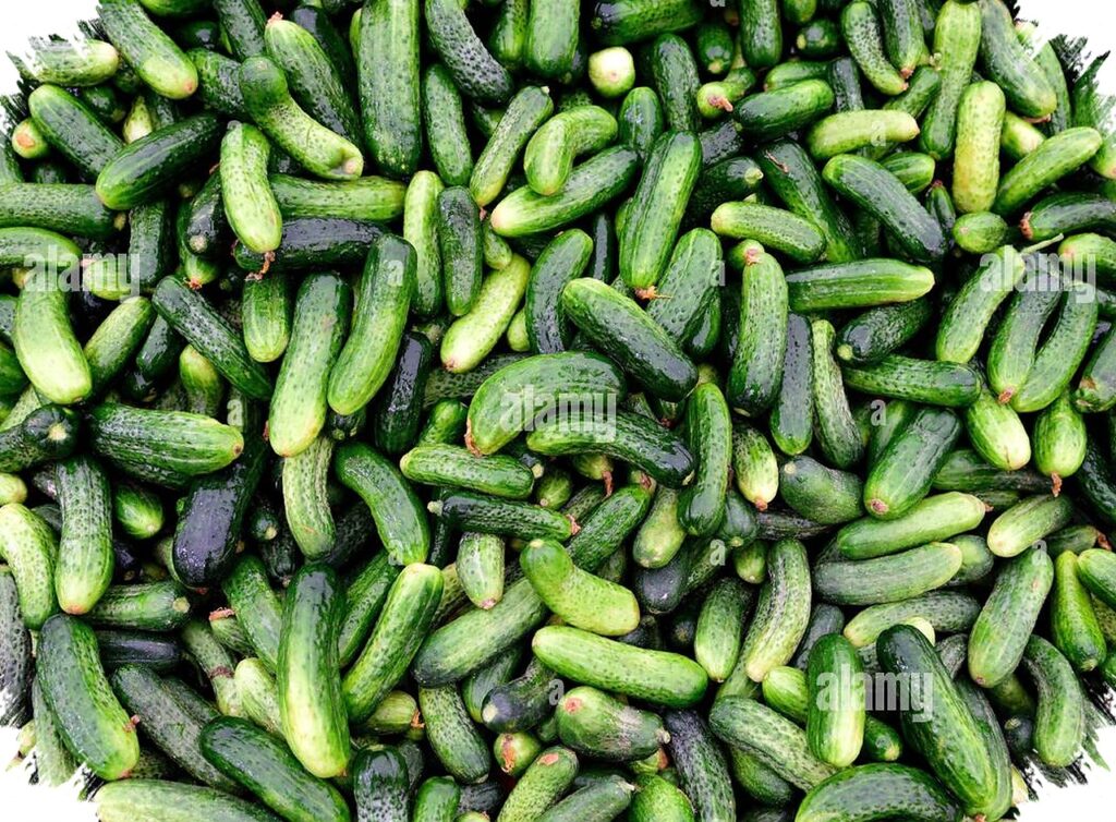 Timun Baby Pernah Cuma Rp1.000 per Kilo, 6 Langkah Petani Jual Langsung hingga Tembus Supermarket