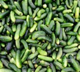 Timun Baby Pernah Cuma Rp1.000 per Kilo, 6 Langkah Petani Jual Langsung hingga Tembus Supermarket