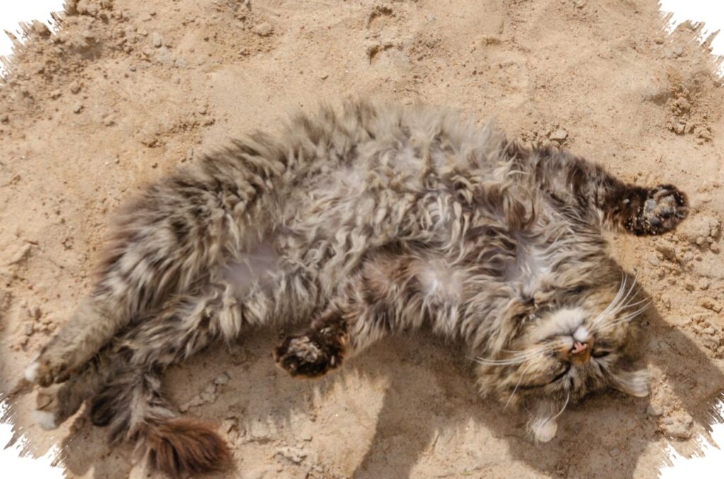 Kenapa Kucing Suka Mandi Pasir, Ternyata Ini Cara Mereka Lawan Kutu Dan Tandai Wilayah