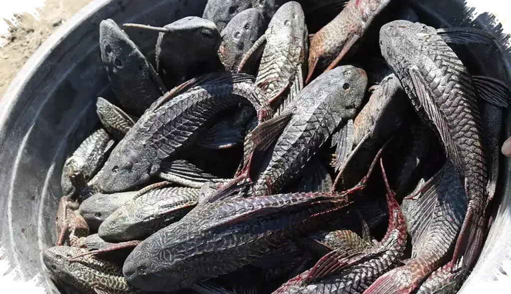 Ikan Sapu-Sapu Aman Dimakan?, Risiko Tersembunyi dari Dasar Perairan Tercemar