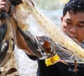 Ikan Sapu-Sapu Menguasai Sungai Jakarta, Ancaman Senyap Bagi Ekosistem Kota