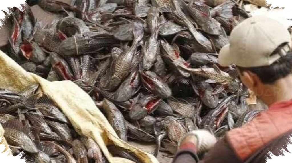 Ikan Sapu-Sapu Bisa Dimakan? Risiko Racun Tersembunyi dan Ancaman Ekosistem