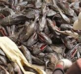 Ikan Sapu-Sapu Bisa Dimakan? Risiko Racun Tersembunyi dan Ancaman Ekosistem