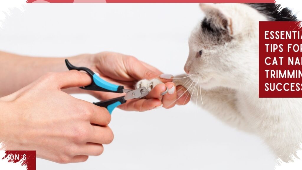 4 Tips Memotong Kuku Kucing Tanpa Luka, Kesalahan Kecil Bisa Buat Kucing Trauma