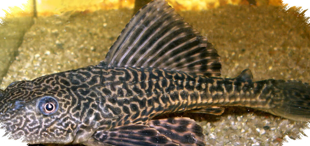 Ikan Hama Ini Ternyata Ladang Uang, 11 Usaha Ikan Sapu-Sapu Sepi Pesaing Modal Mulai Rp500 Ribu