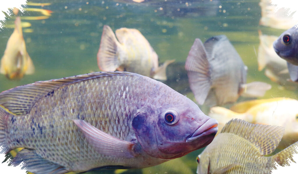 Modal Rp30 Ribu, Panen Ikan Tanpa Kolam Tanah Bisa Dimulai dari Rumah Kecil