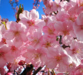 Sakura Tak Sekadar Cantik, Umurnya Singkat dan Maknanya Justru Paling Dalam