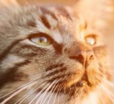 5 Alasan Kumis Kucing Bergerak Maju Mundur, Ternyata Ini Sinyal Emosi dan Insting Berburu Mereka