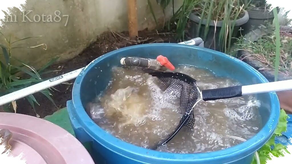 Lele Cepat Panen Bukan Mitos, Ember 50 Liter Bisa Isi 30–50 Ekor dan Dipanen 2–3 Bulan