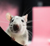Pes Kembali Mengintai, Kenali Penyebab, Gejala, dan Langkah Pengobatannya Bungkus Dini Pes Kembali Mengintai, Kenali Penyebab, Gejala, dan Langkah Pengobatannya Bungkus Dini