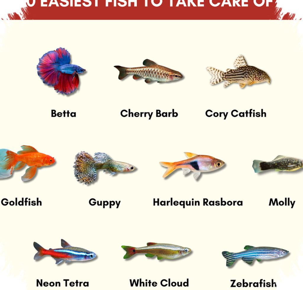 9 Ikan Hias Air Tawar Paling Cepat Laku, Mudah Dipelihara Bahkan oleh Pemula