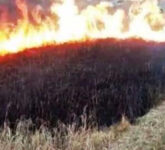 Daun Padi Terlihat Terbakar Belum Tentu Hama, Salah Semprot Bisa Bikin Panen Ambruk