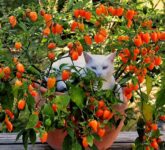12 Tanaman Buah dalam Pot Ini Bukan Sekadar Cantik, Teras Juga Lebih Kebal Debu Jalan