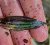 Dari Cere Hingga Gabus, 5 Ikan Ini Nyambi Hidup Di Selokan