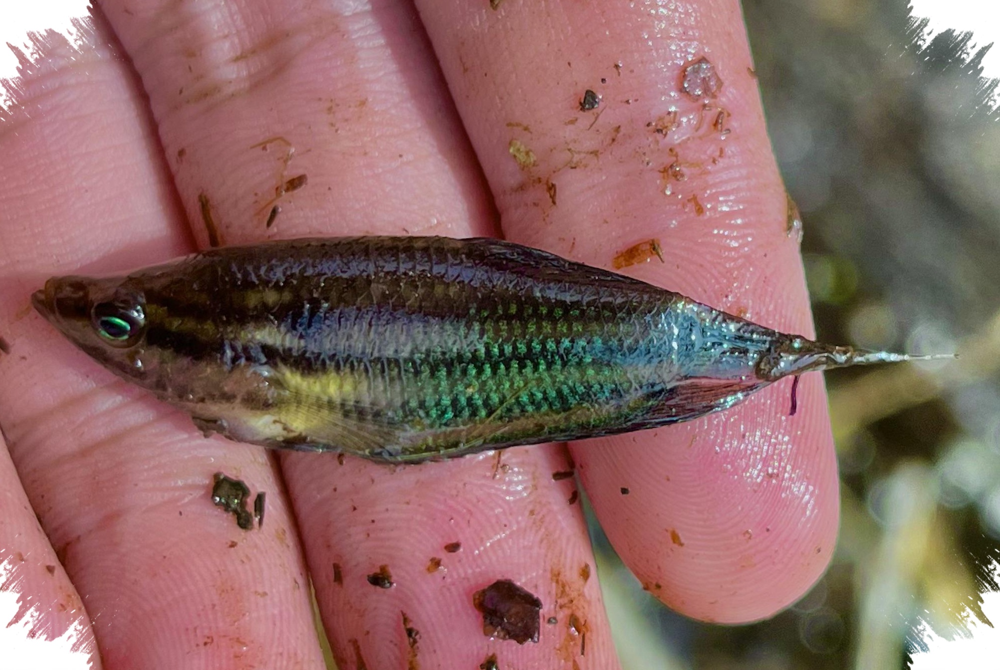 Dari Cere Hingga Gabus, 5 Ikan Ini Nyambi Hidup Di Selokan