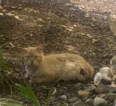 Halaman Rumah Bau dan Rusak, 10 Cara Manusiawi Ini Bikin Kucing Liar Enggan Kembali