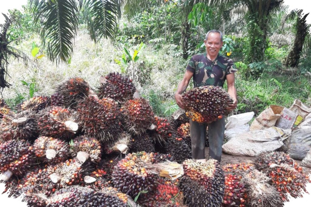 Petani Sawit Pesisir Selatan Merugi Rp 492 Miliar Setahun, Harga TBS Jauh Tertinggal dan Regulasi Mandek