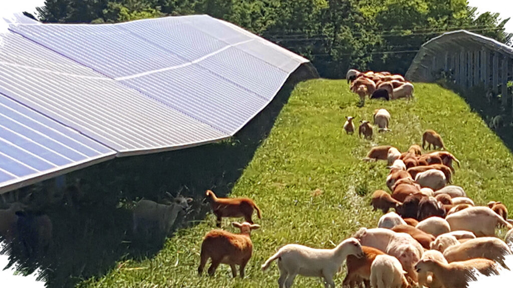 Solar Grazing Ubah PLTS Jadi Mesin Ganda, Lahan Tak Lagi Sekadar Tempat Panel