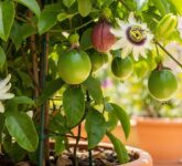Pohon Buah Mini Cepat Mati Bukan Cuma Karena Haus, 10 Cara Ini Menyelamatkannya Saat Panas Ekstrem