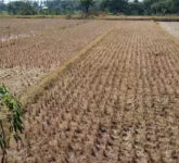 BMKG Peringatkan Kemarau Lebih Kering Dari Rata-Rata, Warga Diminta Siaga Air BMKG Peringatkan Kemarau Lebih Kering Dari Rata-Rata, Warga Diminta Siaga Air