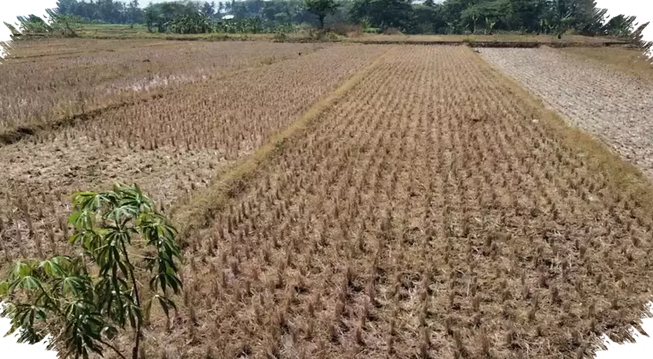 BMKG Peringatkan Kemarau Lebih Kering Dari Rata-Rata, Warga Diminta Siaga Air