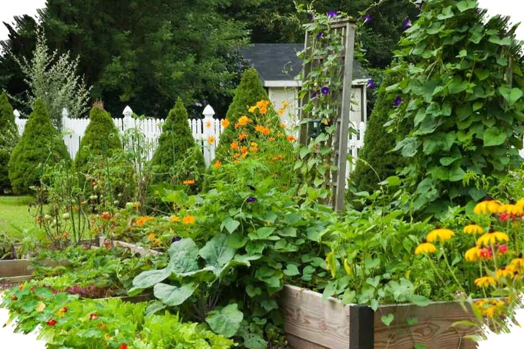 Kebun Sayur Organik Tak Harus Luas, Desain Rapi Ini Bikin Panen Lebih Sehat dan Hemat