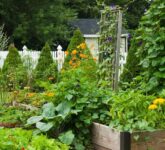Kebun Sayur Organik Tak Harus Luas, Desain Rapi Ini Bikin Panen Lebih Sehat dan Hemat