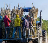 APTRI Sorot Kerugian Sugar Co Rp 680 Miliar, Manajemen Dinilai Gagal Baca Lapangan