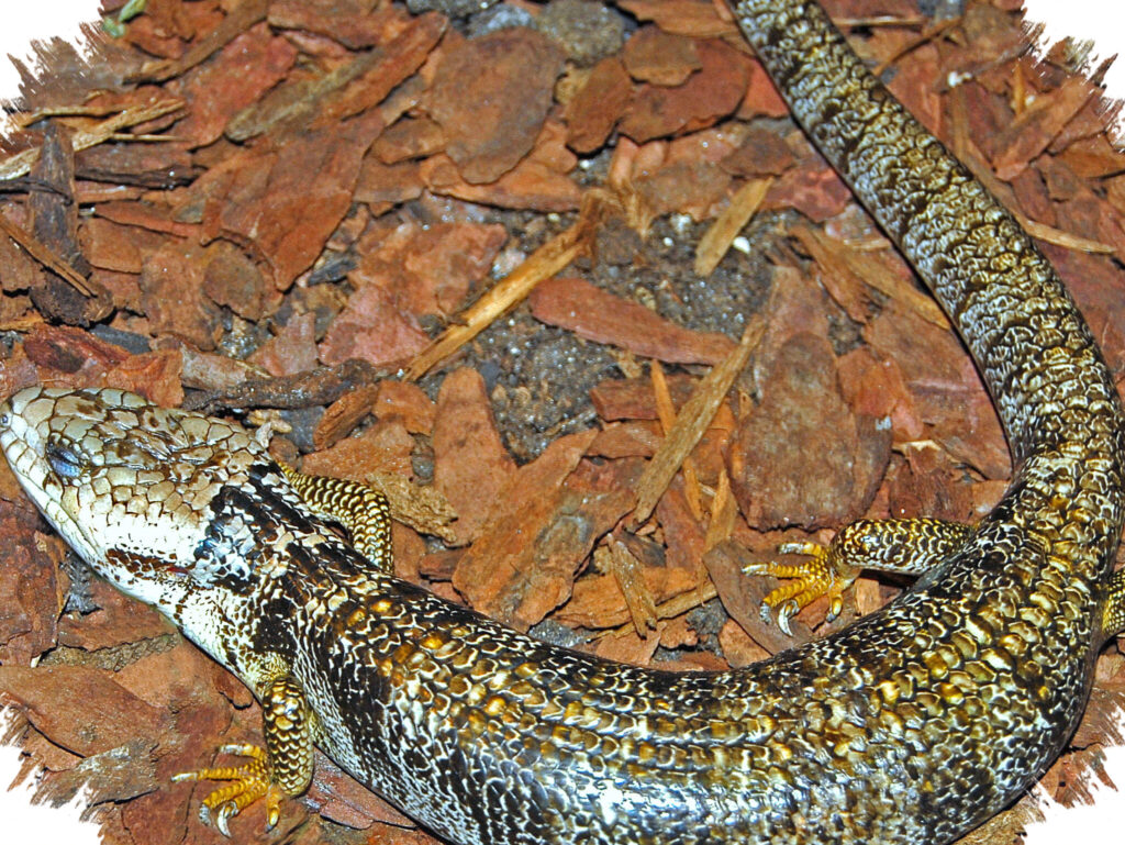 Pink-Tongued Skink, Kadal Australia yang Lahirkan 30 Anak Sekaligus