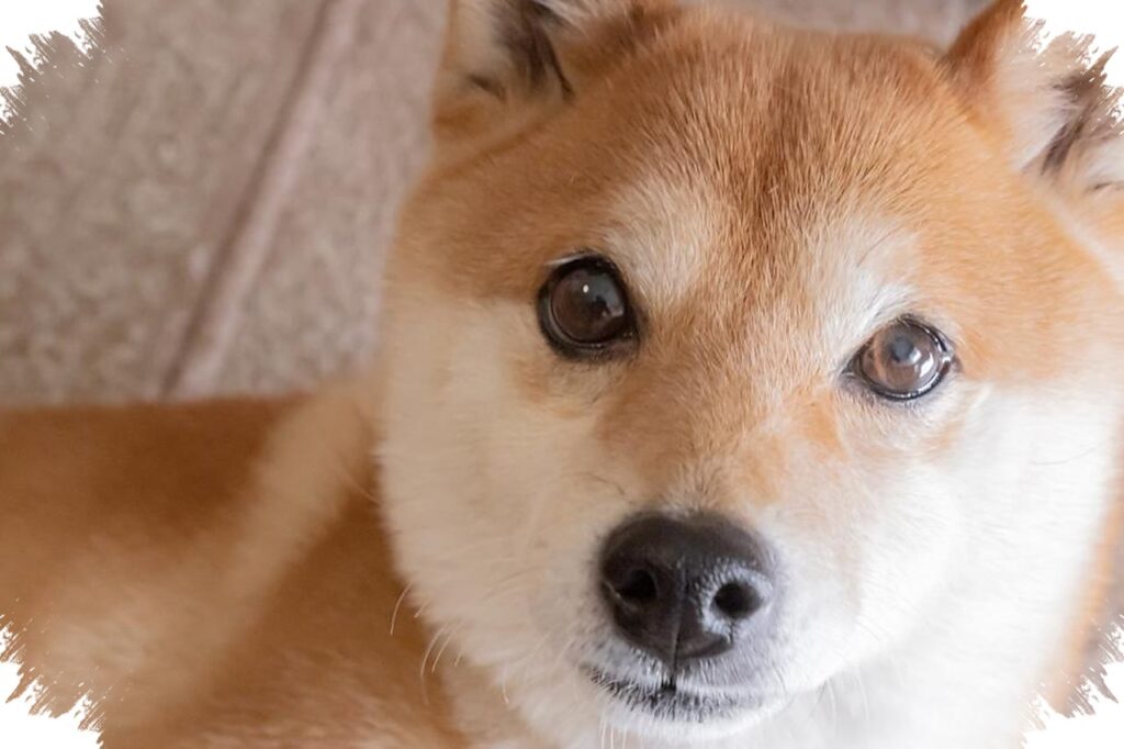 Shiba Inu Dan Dogecoin Terancam Anjlok Lagi, Mengapa Dua Meme Coin Ini Rapuh Jangka Panjang?