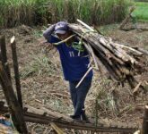 BUMN Gula Rugi Rp 680 Miliar, Impor Rafinasi Tak Terkontrol Menekan Petani