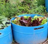 Sayur di Pot Memang Cepat Panen, Tapi Lahan Tanah Jauh Lebih Menjanjikan untuk Jualan
