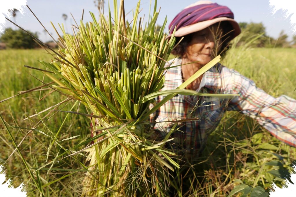 Biaya Padi Melejit, Petani Asia Tenggara Mulai Menunda Tanam