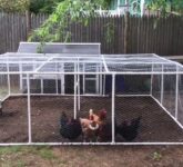 7 Kandang Ayam Pipa PVC Ini Menjawab Masalah Lahan Sempit, Lebih Awet dari Kayu dan Besi