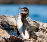 Penguin Galapagos Kecil Namun Rapuh, El Niño Bisa Memusnahkan Populasinya Dalam Sekejap Penguin Galapagos Kecil Namun Rapuh, El Niño Bisa Memusnahkan Populasinya Dalam Sekejap
