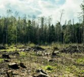 Penebangan Hutan Liar Membuka Pintu Penyakit, Ancaman Zoonosis Kian Dekat Penebangan Hutan Liar Membuka Pintu Penyakit, Ancaman Zoonosis Kian Dekat