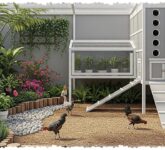5 Ide Umbaran Ayam untuk Halaman Sempit, Tetap Luas Rapi dan Ayam Minim Stres