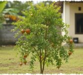 8 Pohon Buah Mini yang Aman Dekat Rumah, Akar Terkendali tapi Tetap Bisa Dipanen