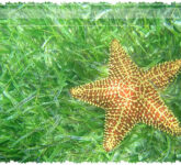 4 Hewan Laut Ini Ternyata Tak Bisa Berenang, Kuda Laut Hingga Ikan Kelelawar Bibir Merah 4 Hewan Laut Ini Ternyata Tak Bisa Berenang, Kuda Laut Hingga Ikan Kelelawar Bibir Merah