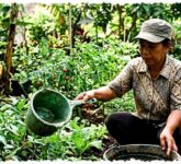 Jangan Buru-Buru Buang, 10 Barang Bekas Dapur Ini Efektif Menyiram Tanaman Rumah