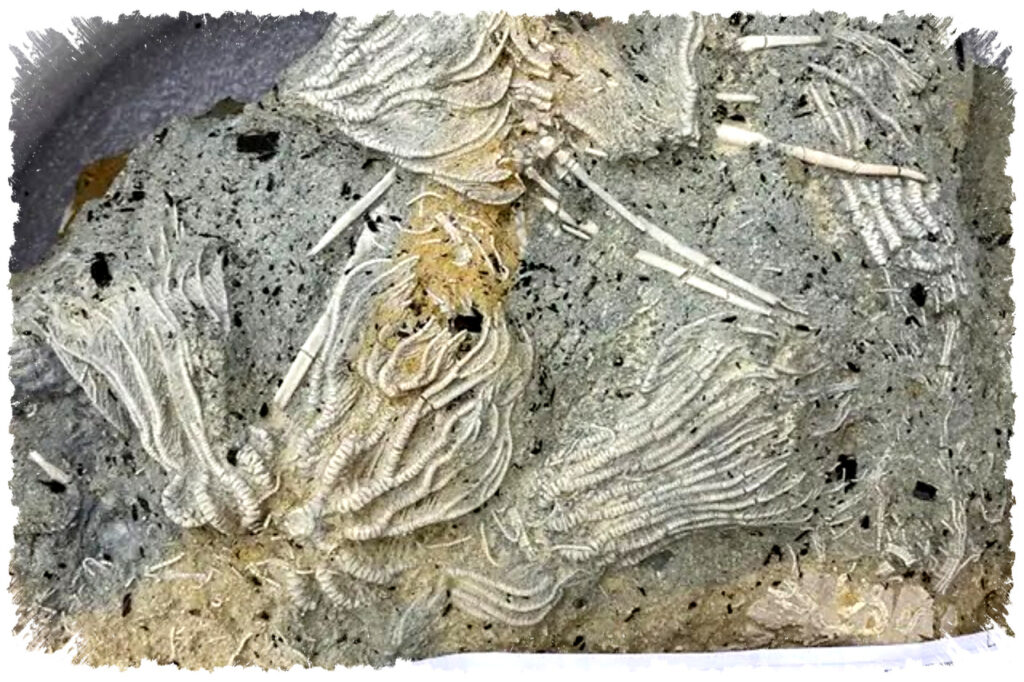 Warga Temukan Pompeii Zaman Jurassic, Ribuan Fosil Laut Purba Mengejutkan Ilmuwan