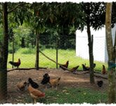 9 Desain Umbaran Ayam Paling Masuk Akal, Bebas Berkeliaran Tetap Aman dan Cepat Besar