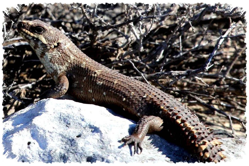 Gidgee Skink, Kadal Australia Yang Hidup Dalam Keluarga Dan Saling Mengenali Aroma