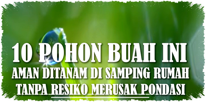 Jangan Salah Pilih Pohon Buah Di Samping Rumah, Ini Yang Aman Untuk Pondasi