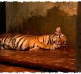 2 Anak Harimau Tewas Karena Panleukopenia, Dokter Hewan Ungkap Bahayanya Lebih Mematikan dari Kucing Domestik