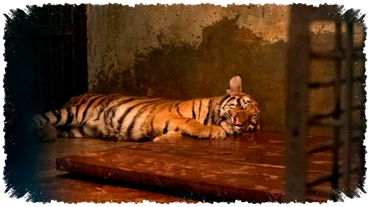 2 Anak Harimau Tewas Karena Panleukopenia, Dokter Hewan Ungkap Bahayanya Lebih Mematikan dari Kucing Domestik