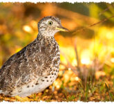 Plains Wanderer, Burung Langka Australia yang Terancam Punah Meski Punya Peran Unik